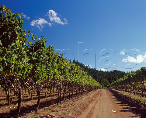 Vineyard of Cono Sur and Concha y Toro by the   BoBo River Chile    BoBo Valley
