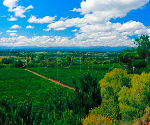 Vineyards of Cono Sur and Concha y Toro by the   BoBo River Chile    BoBo