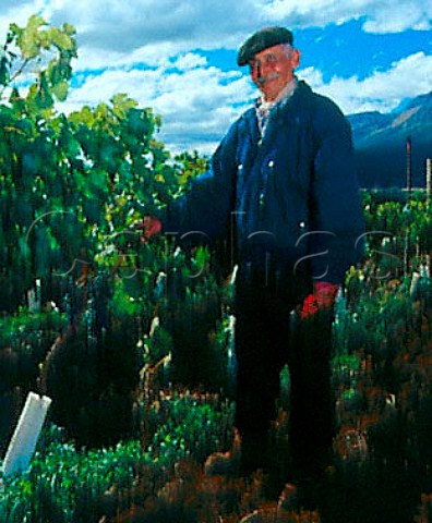 Worker in vineyard of Via Patagonia at a latitude   of 42 South near El Bolson Patagonia Argentina
