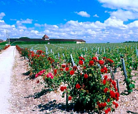 Roses by vineyard of Chteau Meyney   StEstphe Gironde France      Mdoc Cru Bourgeois Suprieur