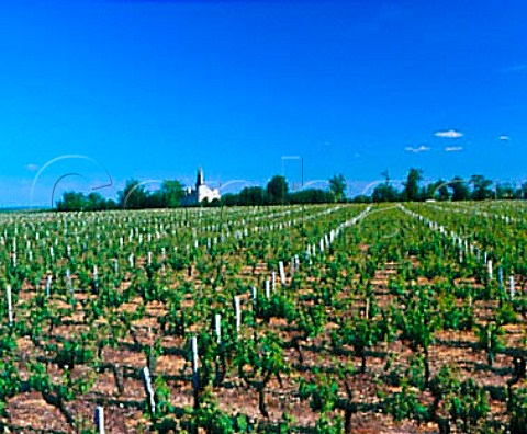 Chteau Verdignan and its vineyard   StSeurindeCadourne Gironde France   Mdoc Cru Bourgeois Suprieur