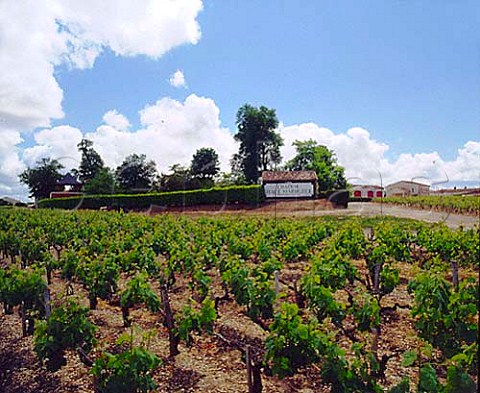Vineyard at Chteau HautMarbuzet StEstphe    Gironde France     Bordeaux  HautMdoc