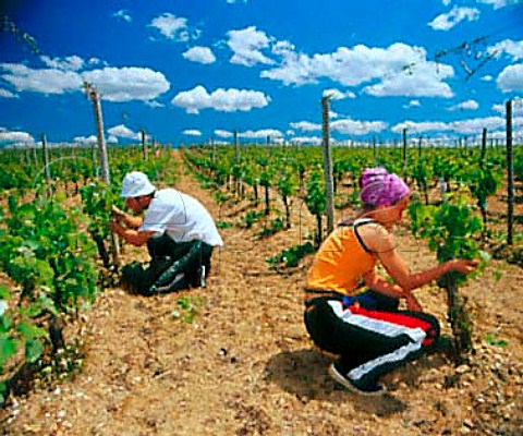 Workers stripping off excess shoots in vineyard of   Chteau HautSelve Portets Gironde France    Graves  Bordeaux
