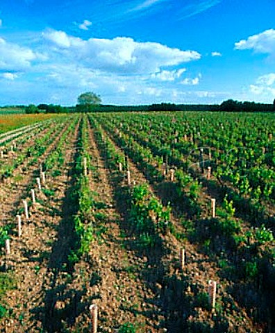 Chenin Blanc vineyard MontlouissurLoire   IndreetLoire France   AC Montlouis