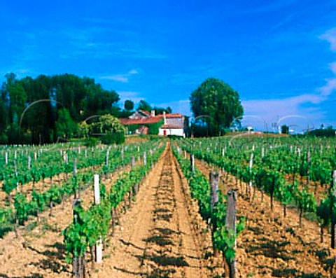 Chteau PuyBlanquet and its vineyard    SttiennedeLisse Gironde France    Stmilion    Bordeaux