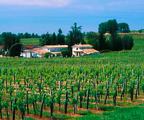 Chteau LaportBayard and its vineyard Montagne   Gironde France  MontagneStmilion  Bordeaux