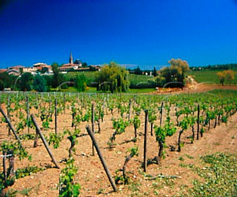 Vineyards at Lussac Gironde France   LussacStmilion  Bordeaux