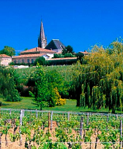 Vineyards at Lussac Gironde France   LussacStmilion  Bordeaux