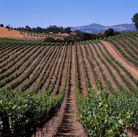 Vineyard of Rochioli near Healdsburg Sonoma Co  California            Russian River Valley