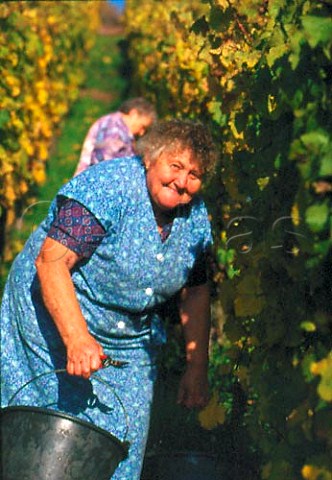 Harvesting Vendange Tardive Riesling   grapes in the Brand vineyard of   ZindHumbrecht Turckheim HautRhin   France     Alsace