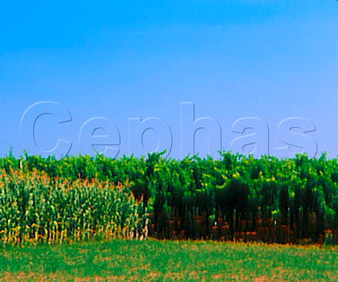 Maize field by pergola trained vineyard   near Ponte di Piave Veneto Italy  Piave