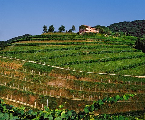 Hilltop farm and vineyards Rolle Veneto  Italy     Prosecco di Conegliano Valdobbiadene