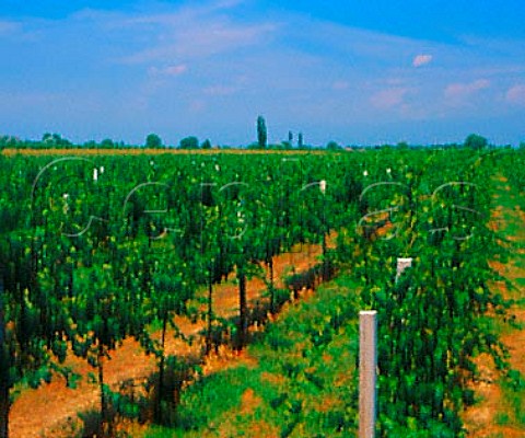 Vineyards near Fontanelle Veneto Italy    Piave