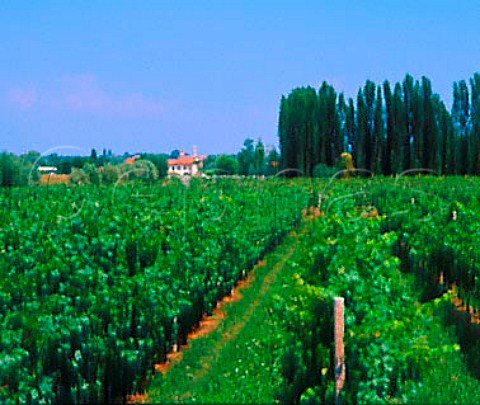 Vineyards near Orderzo Veneto Italy   Piave