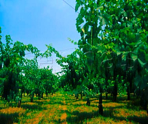 Vines trained on overhead pergolas near Orderzo   Veneto Italy     Piave