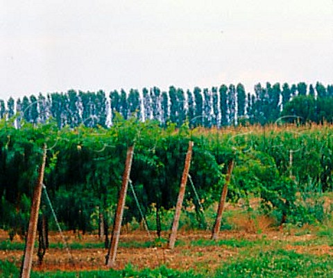Vineyard and maize field with windbreak of trees  Fiume Vneto Friuli Italy    Grave del Friuli