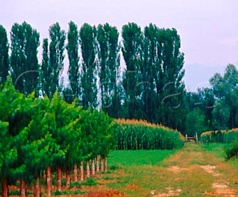 Vineyard and maize fields with windbreak of trees  Fiume Vneto Friuli Italy    Grave del Friuli