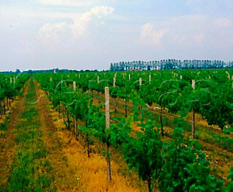 Vineyard near Varmo Friuli Italy   Latisana