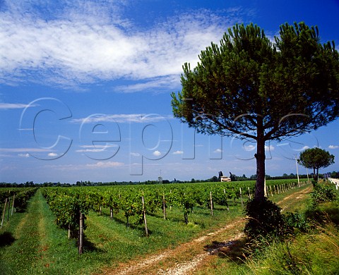 Vineyards at Cervignano Friuli Italy   Aquileia