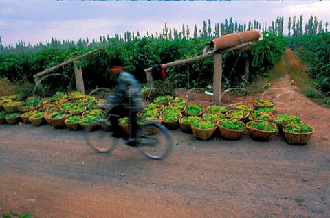 Harvested grapes in baskets Turfan   Xinjiang province China