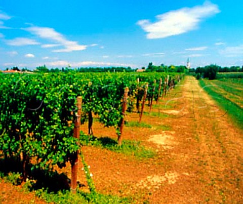 Vineyard and church tower Ruda Friuli Italy      Aquileia