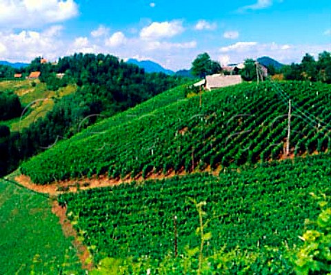 Hilltop vineyards and farm near the border with   Croatia Slovenia    Haloze