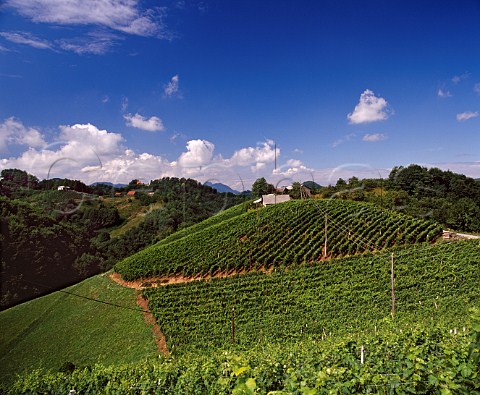 Hilltop vineyards and farm near the border with   Croatia Slovenia    Haloze