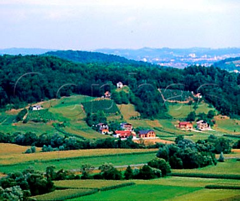 Small vineyards near border with Croatia Slovenia   Haloze