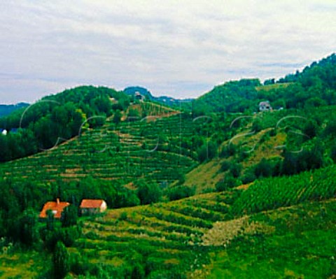 Hilltop vineyards near border with Croatia   Slovenia   Haloze
