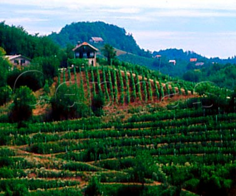 Hilltop vineyards and farms near border with   Croatia Slovenia    Haloze