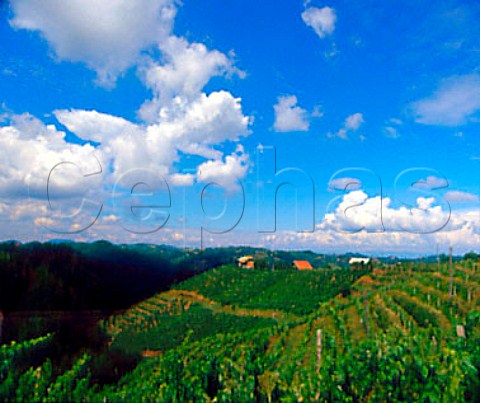 Hilltop vineyards near border with Croatia    Slovenia   Haloze