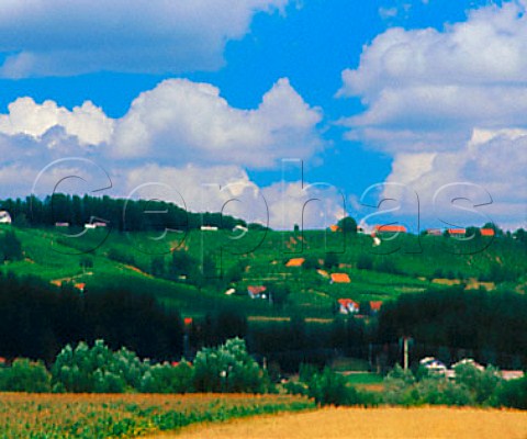 Vineyards at Zamusani Slovenia   Srednje Slovenske Gorice