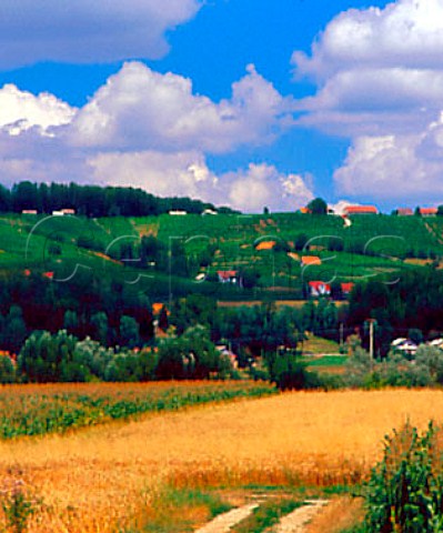 Barley fields and vineyards at Zamusani Slovenia   Srednje Slovenske Gorice
