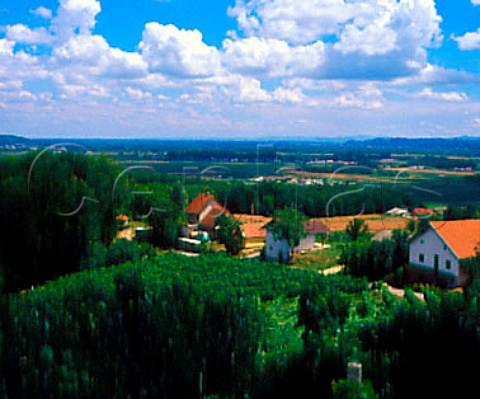 Vineyards above Zamusani Slovenia   Srednje Slovenske Gorice