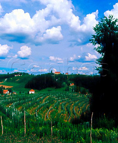 Vineyards at Mihalovci Slovenia    LjutomerOrmoz