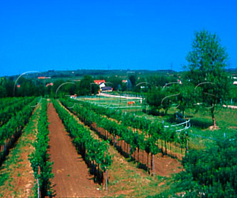 Vineyard at Langenlois Austria    Kamptal