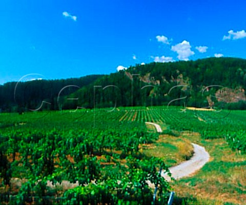 Vineyards near Schnberg Austria    Kamptal