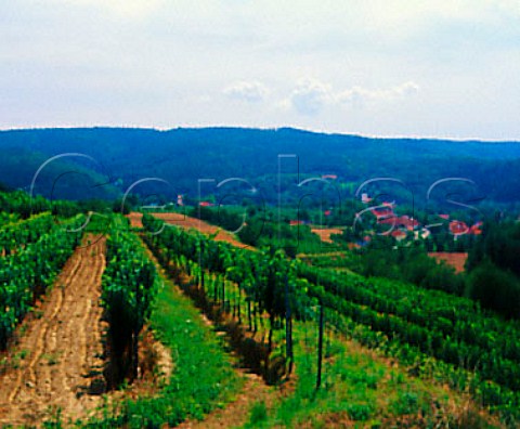 Vineyards near Stiefern Austria    Kamptal