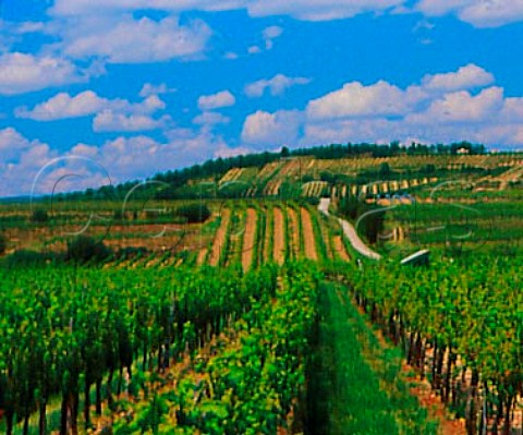 Vineyards above Rehberg Austria    Kremstal