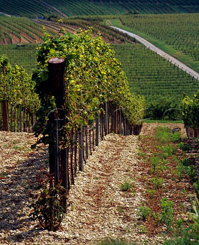 Vineyards above Rehberg Austria    Kremstal