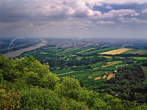 Nussberg vineyard and the River Danube Vienna   Austria    Wien