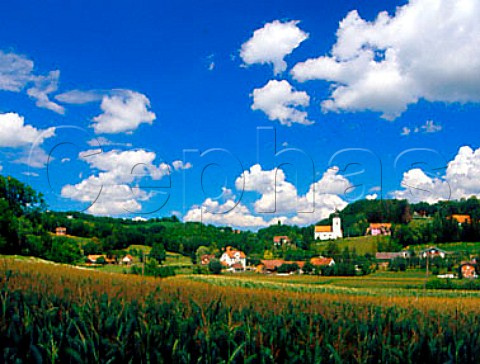 Maize fields vineyards and Church Podgorcih  Slovenia    Srednje Slovenske Gorice