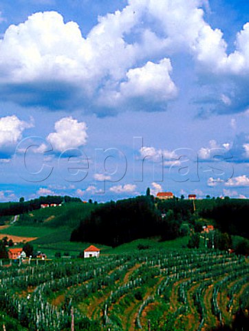 Vineyards at Mihalovci Slovenia    Ljutomer Ormoz