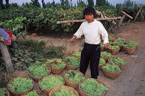 Harvesting grapes in vineyard at the oasis town of  Turfan Xinjiang province China