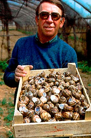 Snail farmer  a speciality of the   region  Cherasco Piemonte Italy
