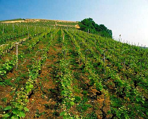 Pinot Noir vineyard at Cortaillod Switzerland  Neuchtel