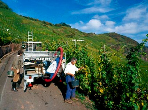 Harvesting Riesling grapes in rziger Wrzgarten   vineyard rzig Germany  Mosel