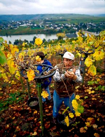 Harvesting in the Triererrad trained Domherr   vineyard Piesport Germany Mosel