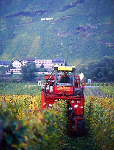 Machine harvesting in Busslay vineyard Erden   opposite the steep rziger Wrzgarten   Germany  Mosel