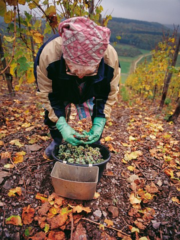 Separating Riesling grapes with botrytis from those without in the Scharzhofberg vineyard of Egon Mller Wiltingen Saar Germany  Mosel